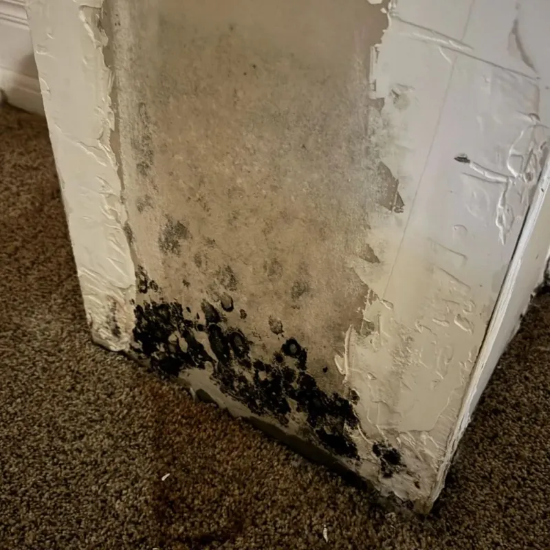 Professional Mold Removal in Barton Creek, TX